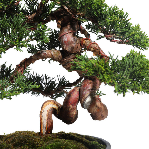 真柏　-Japanese Juniper-　（推定樹齢30年）-M0014- 詳細画像